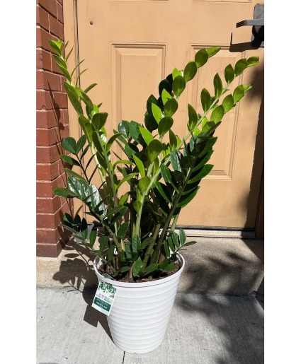 hawaian pothos Giant Hawaiian Pothos Cutting - 1 Node Rooted + Free Cutting main image 1