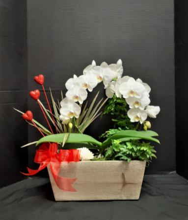 Infinite Love Orchid Garden 