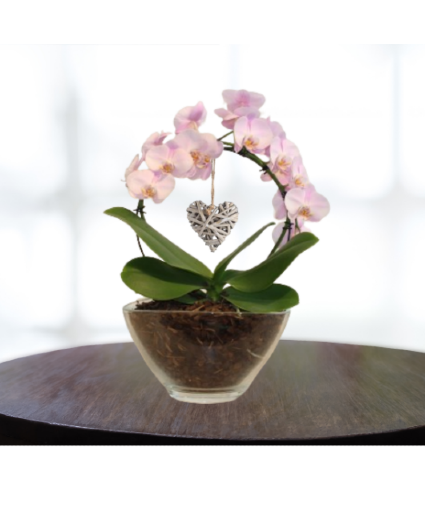 Infinity Circle of Love Orchid 
