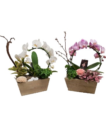 Infinity Orchid Gardens  in Tottenham, ON | TOTTENHAM FLOWERS & GIFTS
