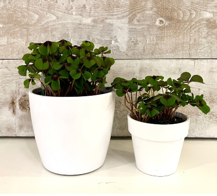 Iron Cross Shamrocks Oxalis plants