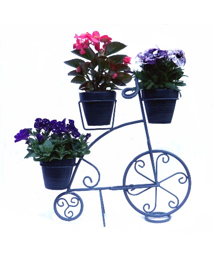 Iron Tricycle Stand with Asst. plants