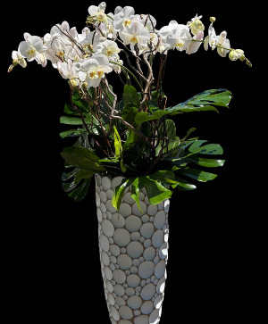 Isla Bloom  Orchid plant 