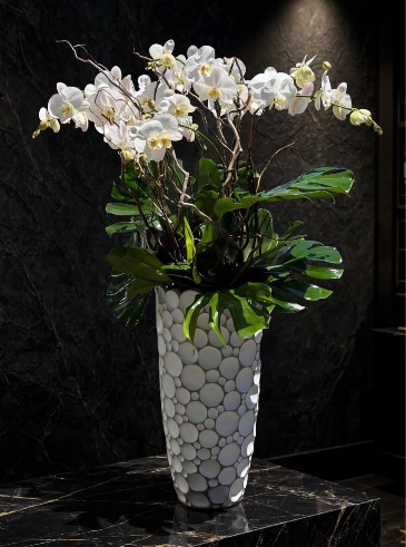 Isla Bloom  Orchid plant  in Falls Church, VA | Geno's Flowers