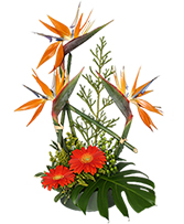 Island-Influenced Arrangement