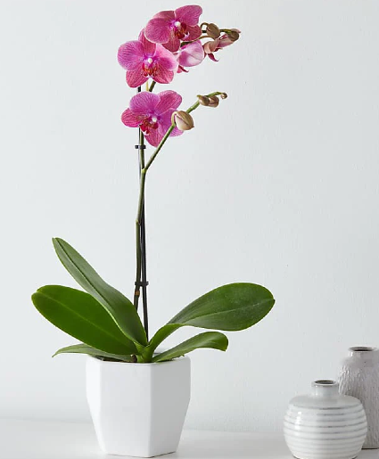 Island Time Coral Orchid 