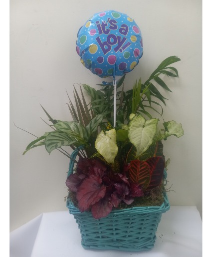It's a boy dish garden Plant