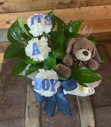 It's A Boy ivy-puppy plant 