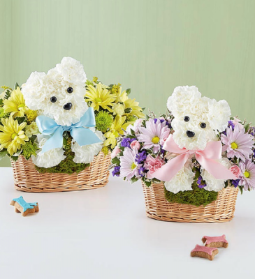 It’s a-DOG-able® Boy or Girl  in Saint Cloud, FL | Bella Rosa Florist