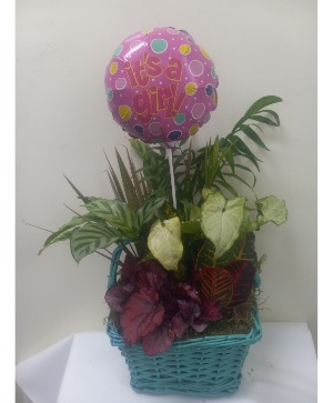 It's a girl dish garden Plant