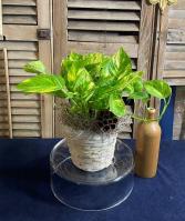 Ivy - Pothos Foliage Plants