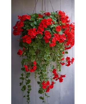 Ivy Geranium Hanging Basket Plant