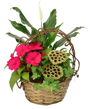 Ivy & Impatiens Flowering Plants