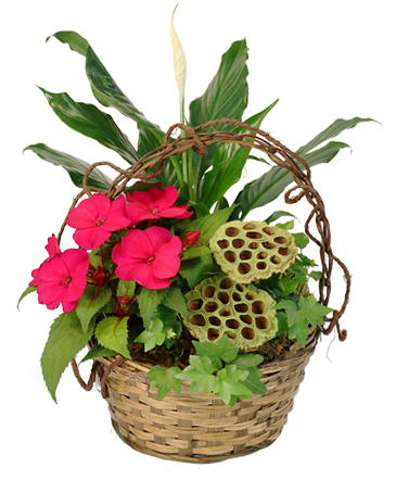 Ivy & Impatiens Flowering Plants in Cincinnati, OH | Reading Floral Boutique