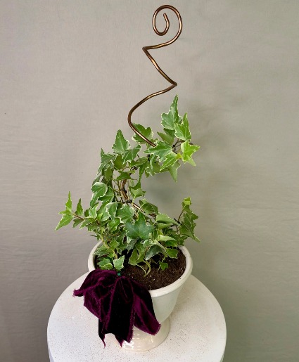 Ivy Ivy