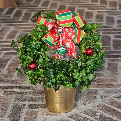 Ivy Topiary Wreath with Fairy lights Plant