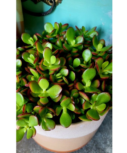 Jade 