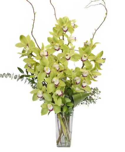 Jade Green Cymbidium Orchids 