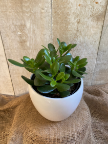 Jade  plant
