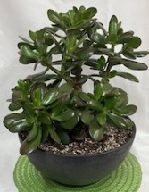 Jade Plant 