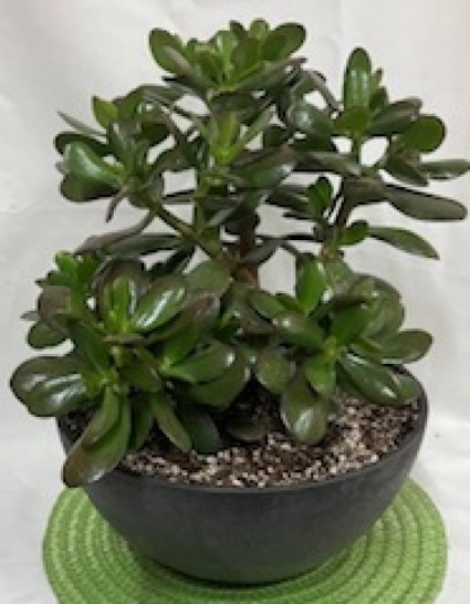 Jade Plant 
