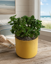 JADE PLANT POTTED PLANT