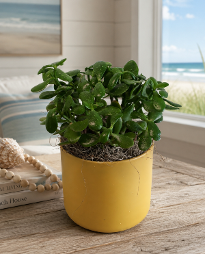 JADE PLANT POTTED PLANT