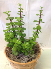 Jade Plant Succulent Plants