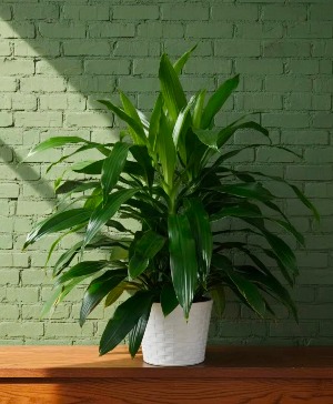 Janet Craig  Dracaena House Plant