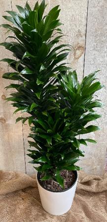 Janet Craig Dracena Compacta 10" Cane Set 