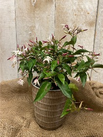 Jasmine Maid of Orleans 6" potted NEW VARIETY
