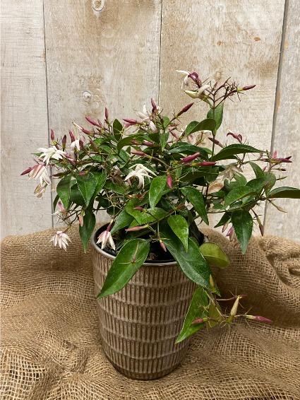 Jasmine Maid of Orleans 6" potted NEW VARIETY