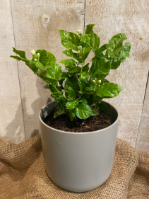 Jasmine Sambac plant