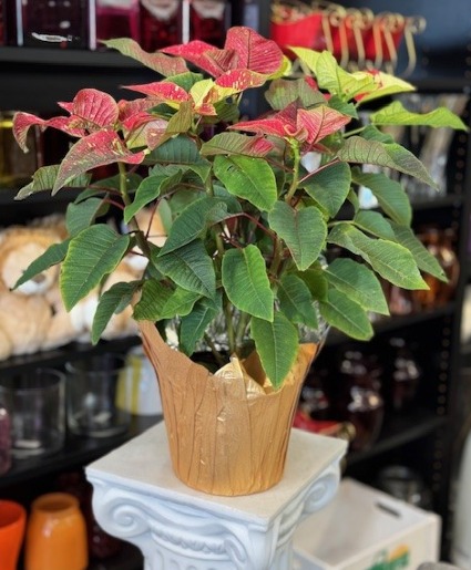 Jingle Bell Poinsettia Christmas