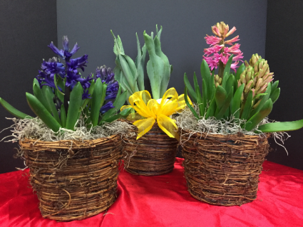 Joyful Spring Potted bulb plant in basket 