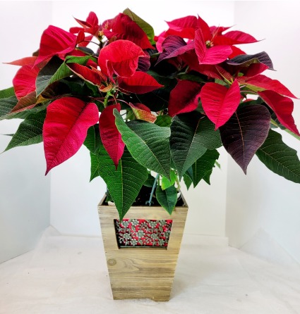 Joyful Tidings Poinsettia Plant 