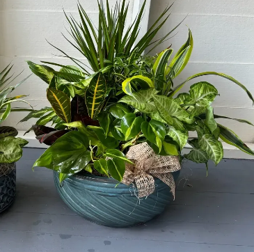 Jumbo Dish Garden   in Hot Springs, AR | Lake Hamilton Flowers & Gifts