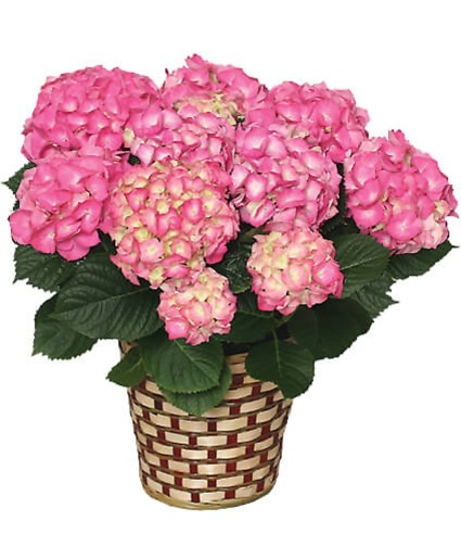 Jumbo Hydrangea  Plant