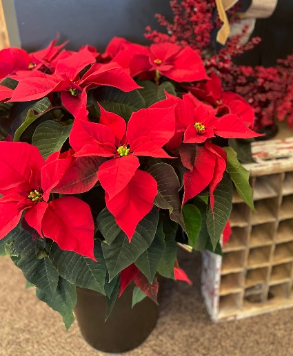 Christmas Poinsettia SALE