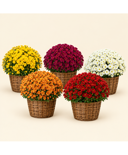 Jumbo Potted Mums  