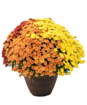 Jumbo Tri Color Mum 
