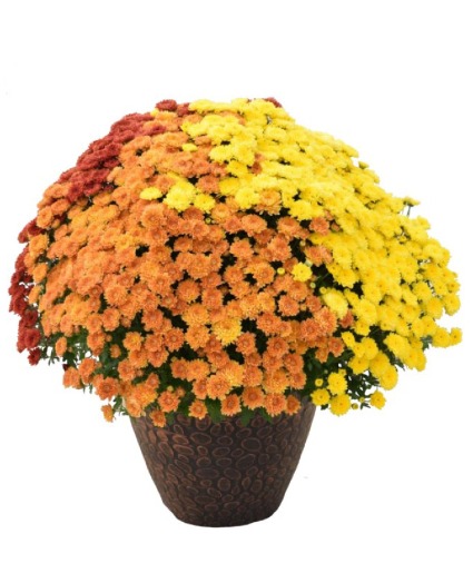 Jumbo Tri Color Mum 