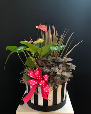 Jungle Love Dish garden 