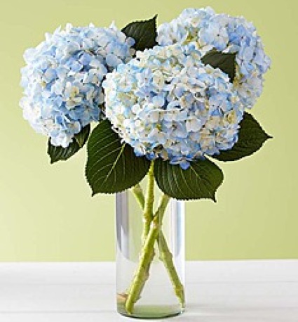 Just Hydrangeas 