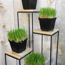 Organic Cat Grass  plant