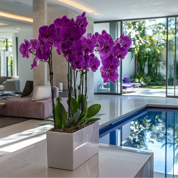 Just Purple   in Coconut Grove, FL | Luxury Flowers
