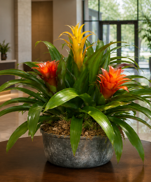 K 409 Exotic Bromeliad  Blooming Plants