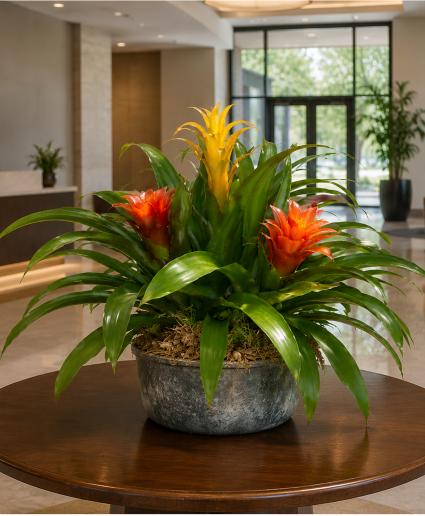 K 409 Exotic Bromeliad  Blooming Plants