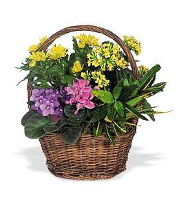  BLOOMING  GARDEN BASKET VARIETY OF PLANTS 