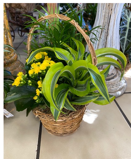 Blooming Basket VARIETY OF PLANTS 